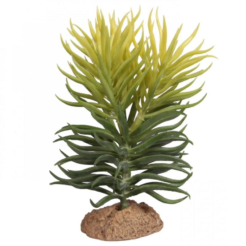 Reptile One Plant Pencil Succulent on Base