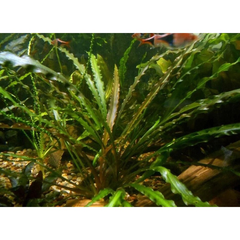 Cryptocoryne Retrospiralis
