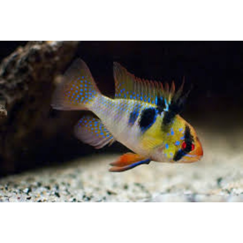 German Blue Ram “Mikrogeophagus ramirezi”