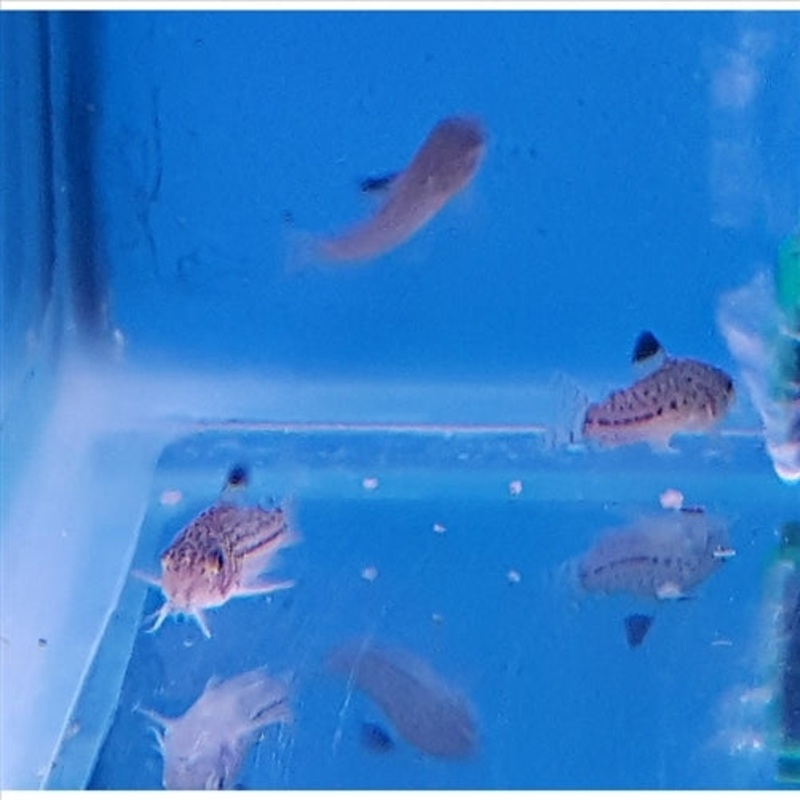 Julii Corydoras Catfish – (No Online Purchases)