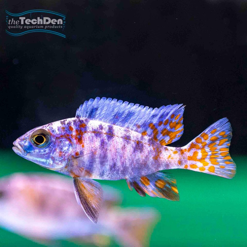 Marble Peacocks 5cm – (No Online Purchases)