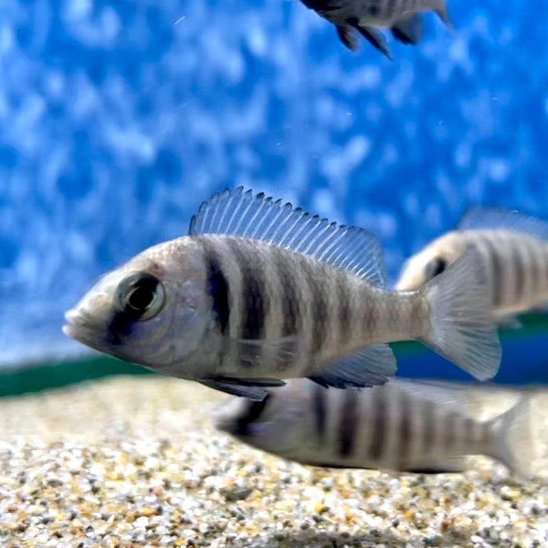 Mirrorball Cichlid MEDIUM- Placidochromis Tanzania – Star Saphire (No Online Purchases)