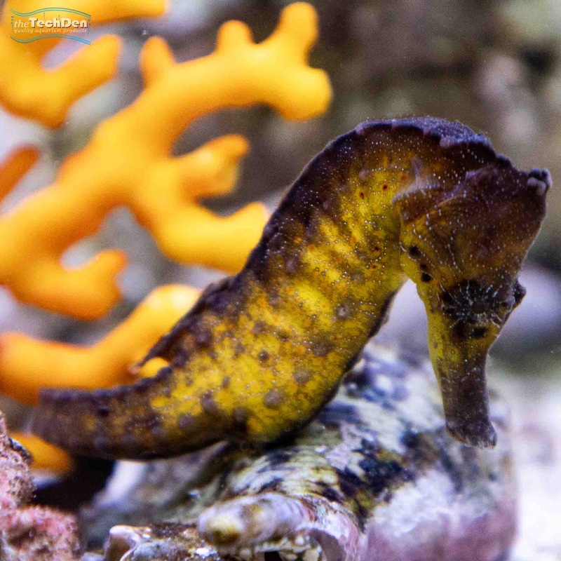 Southern Knight Seahorse (H.Abdomionalis) (No Online Purchases)