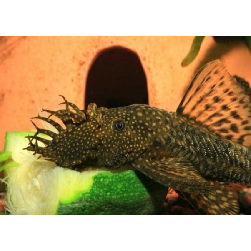Bristlenose Pleco  “Ancistrus sp.”
