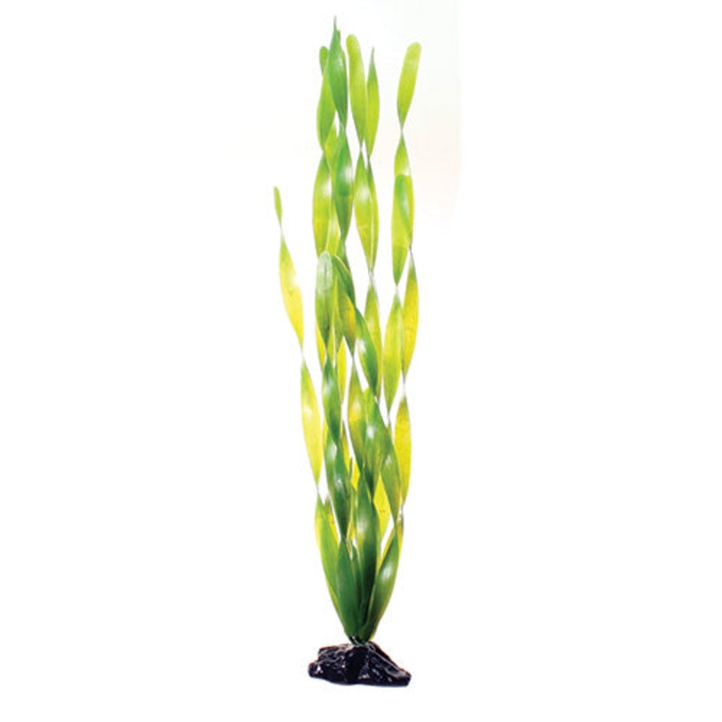 Green Jungle Vallisneria- 20″ Aquarium Plant