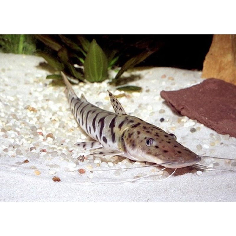 Barred Shovelnose Catfish “Pseudoplatystoma fasciatum”