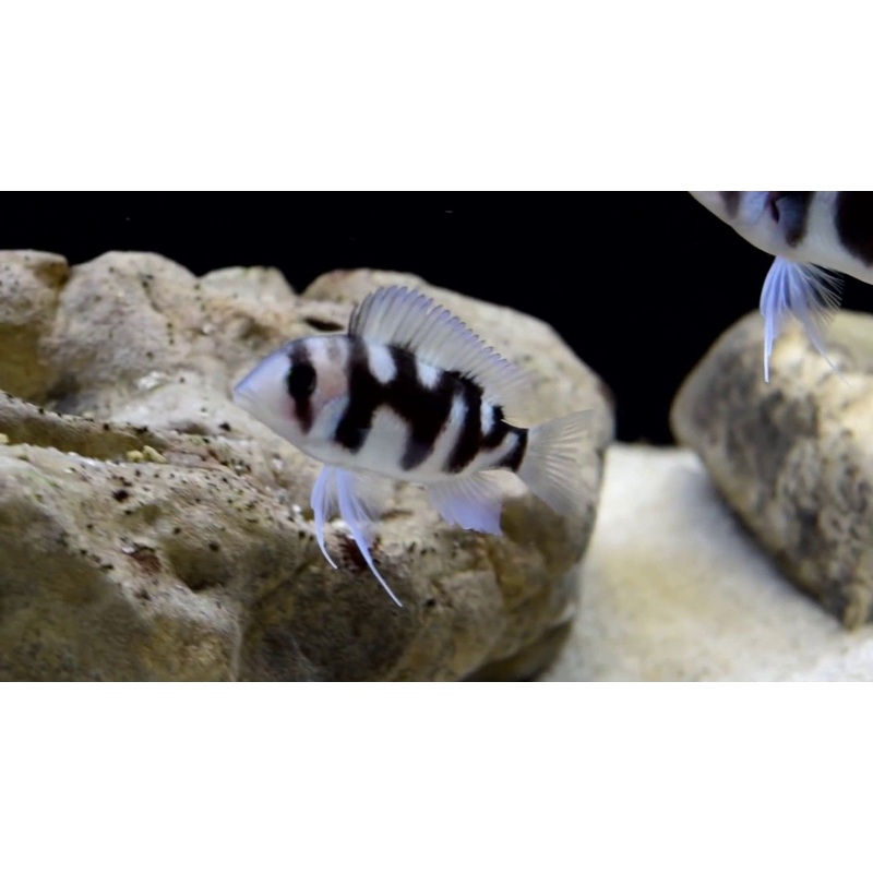 Black Widow Frontosa