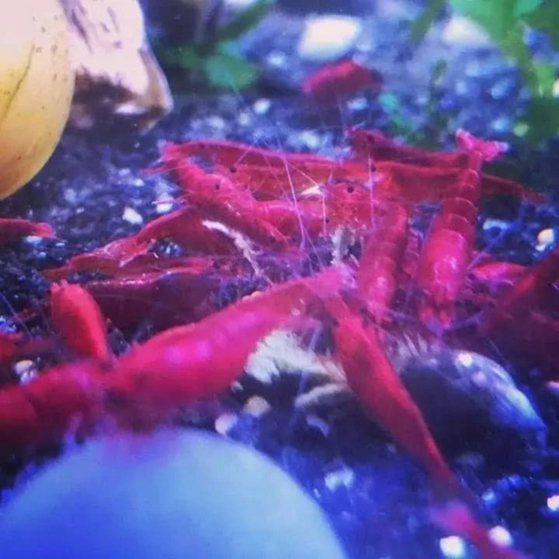 Bloody Mary Cherry Shrimp