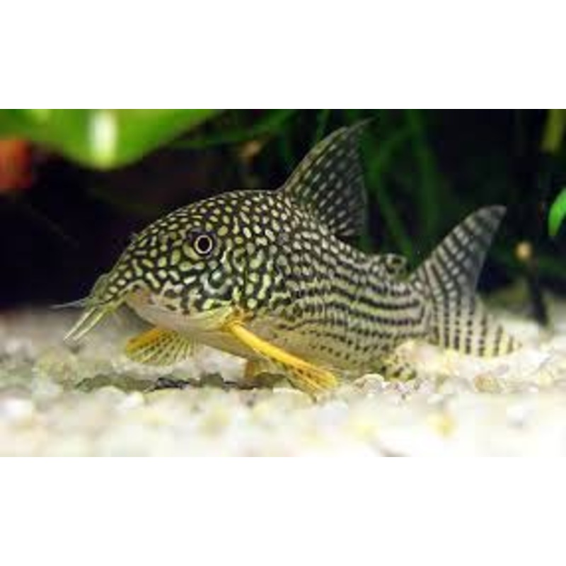 Corydoras (Sterbai)