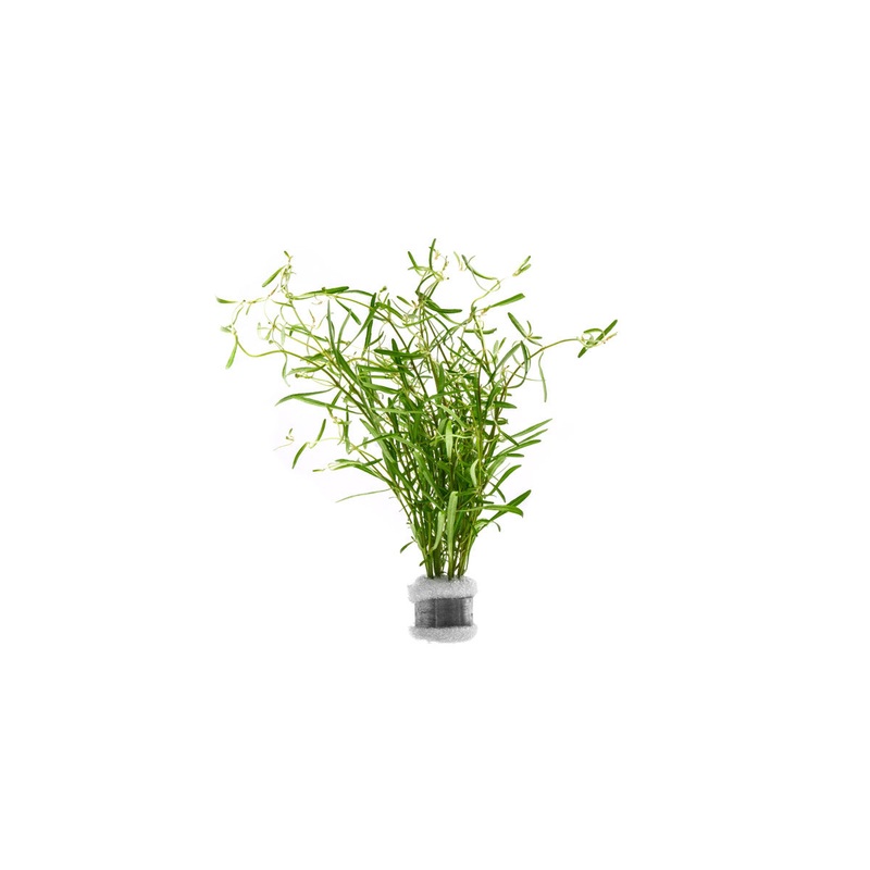 Rotala sp. Araguaia Red Cross