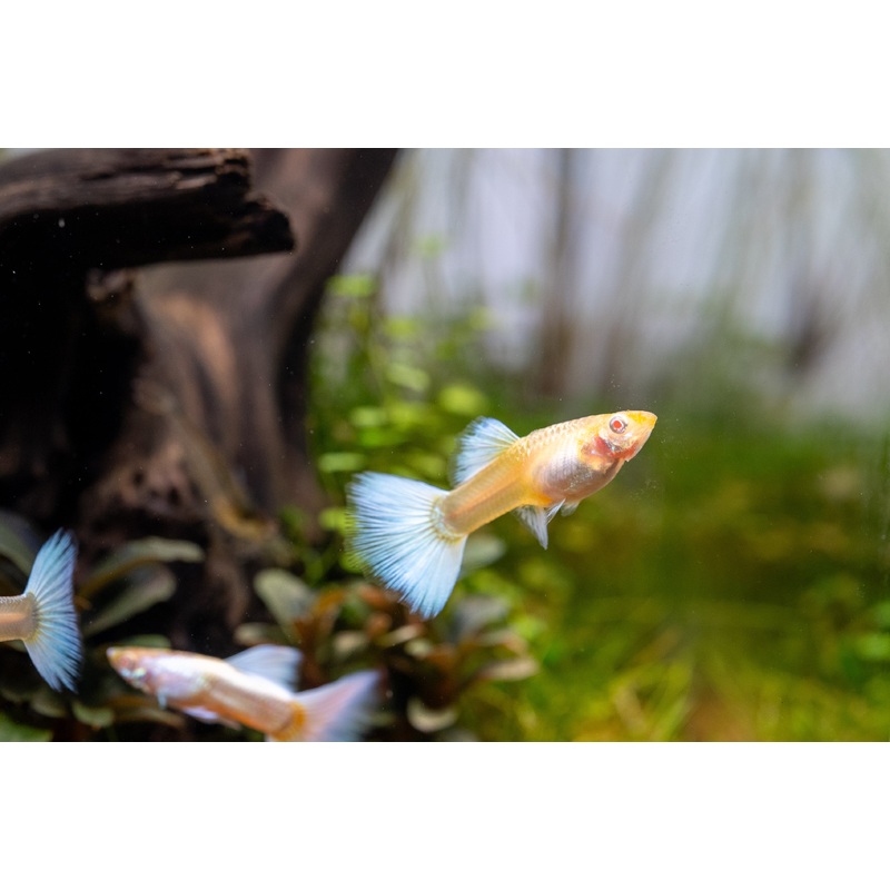 Albino Full Platinum Guppies