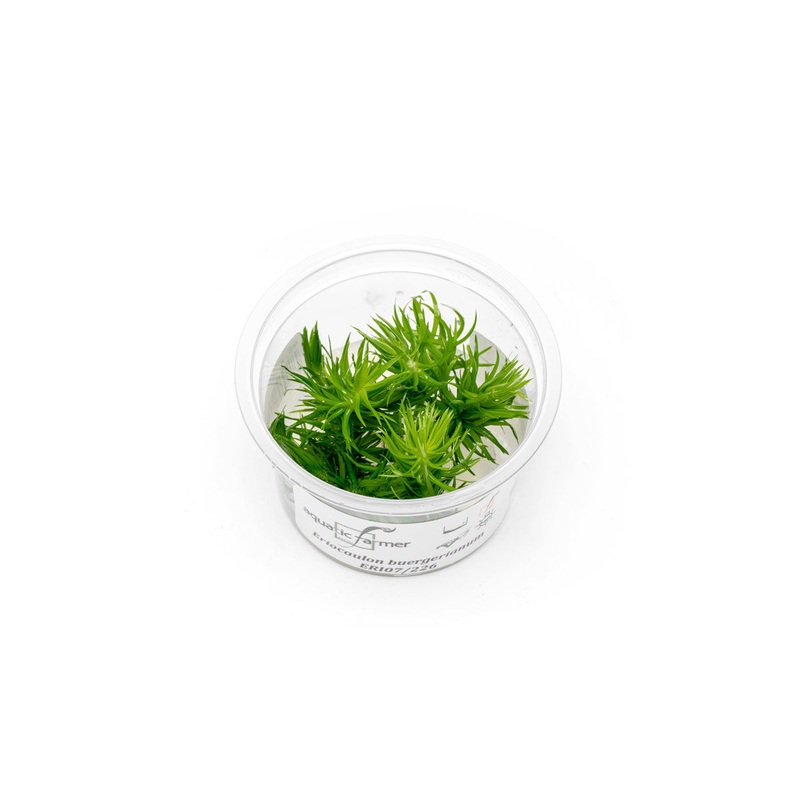 Eriocaulon Buergerianum Aquatic Farmer Tissue Culture