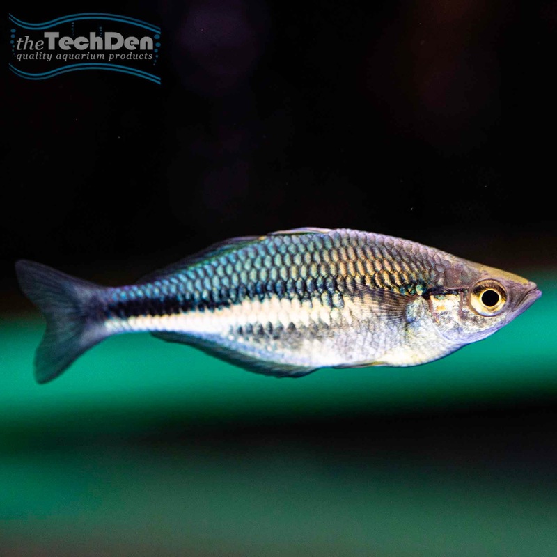 Lake Kutubu Rainbow fish- (No Online Purchases)