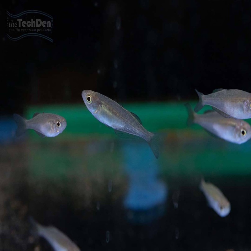 Murray River Rainbowfish – (No Online Purchases)