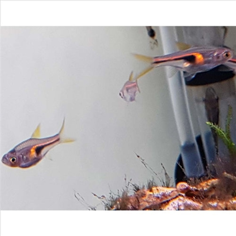 Hengeli Rasbora – (No Online Purchases)