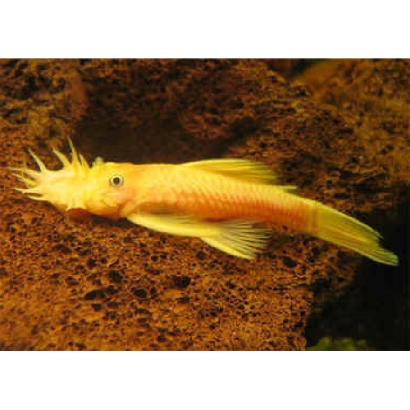 L144 – Blue Eyed Yellow Bristlenose Pleco