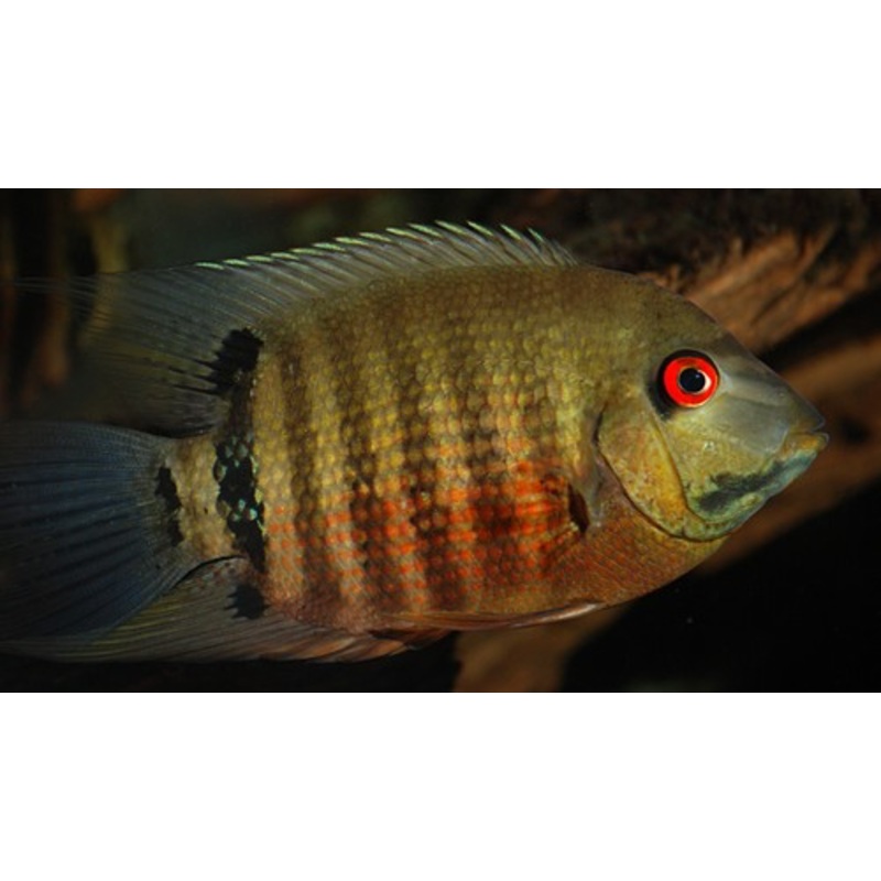Mouth Brooding Severum – “Heros Severus”