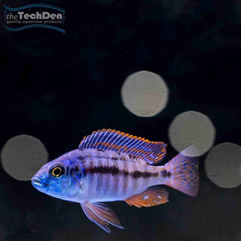 Red Empress Cichlid – (No Online Purchases)