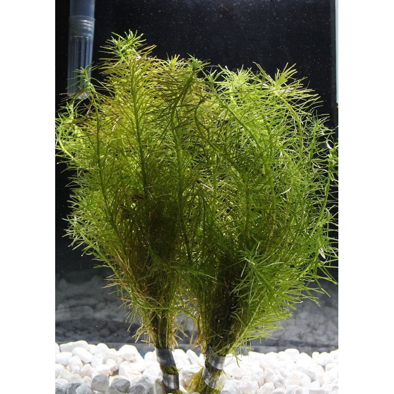 Rotala Nanjenshan Plant