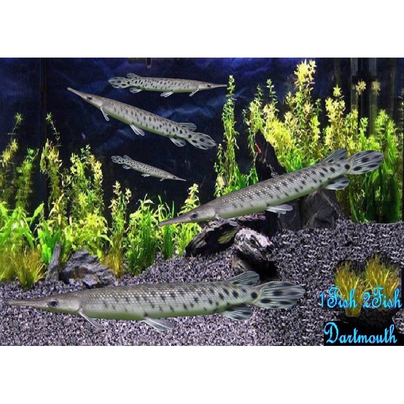 Spotted Gar Fish “Lepisosteus oculatus”