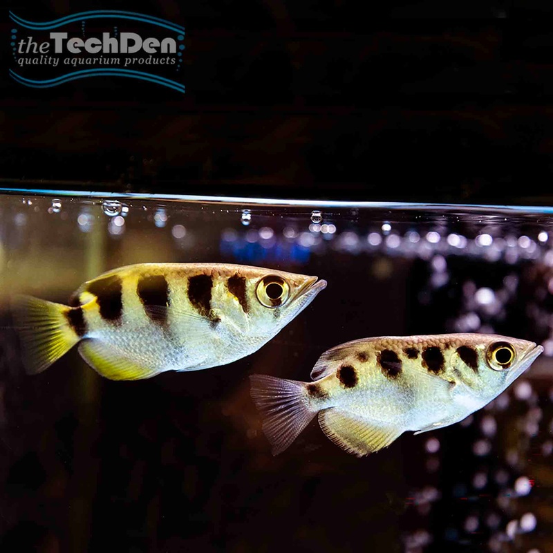 Archer Fish – Toxotes Chatareus (No Online Purchases)