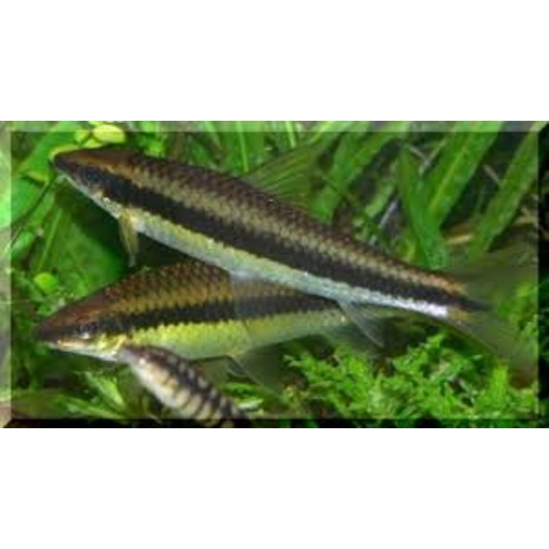 Flying Fox “Epalzeorhynchos siamensis”