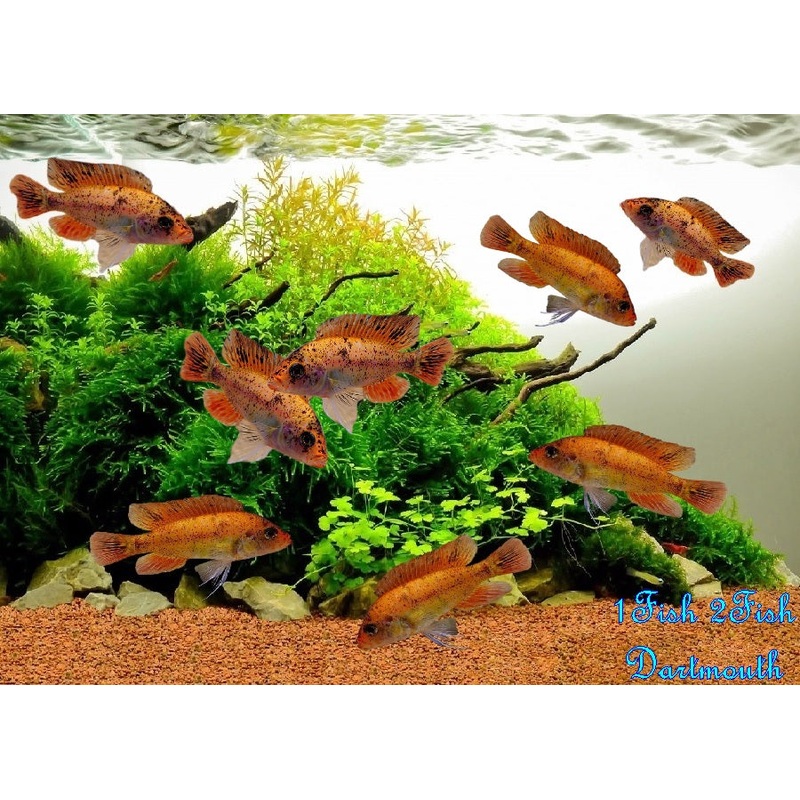 Red Fin Piebald “Paralabidochromis sp.”