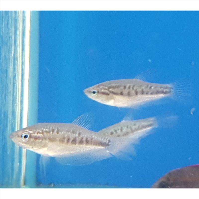 Sparkling Gourami – Dwarf – (No Online Purchases)