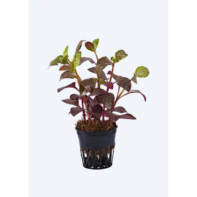 Alternanthera Bettzickiana Red