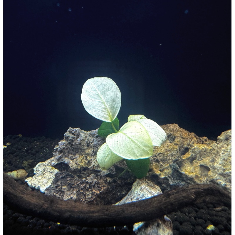Anubias Barteri ‘Broad White’ on Rock