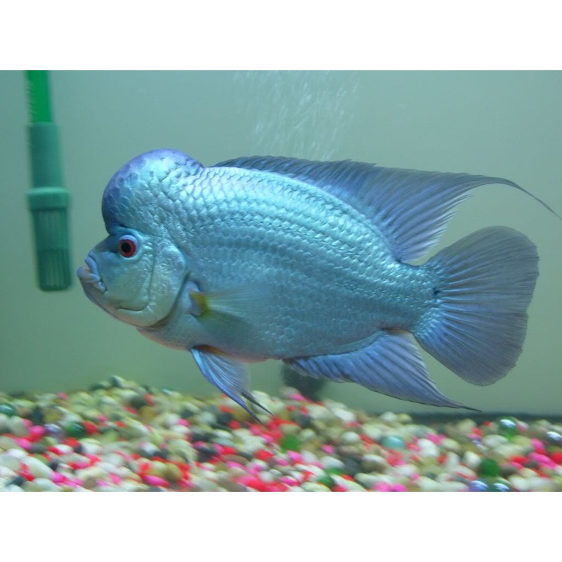 FH Thai Silk/MaiThai – “Cichlasoma sp.”