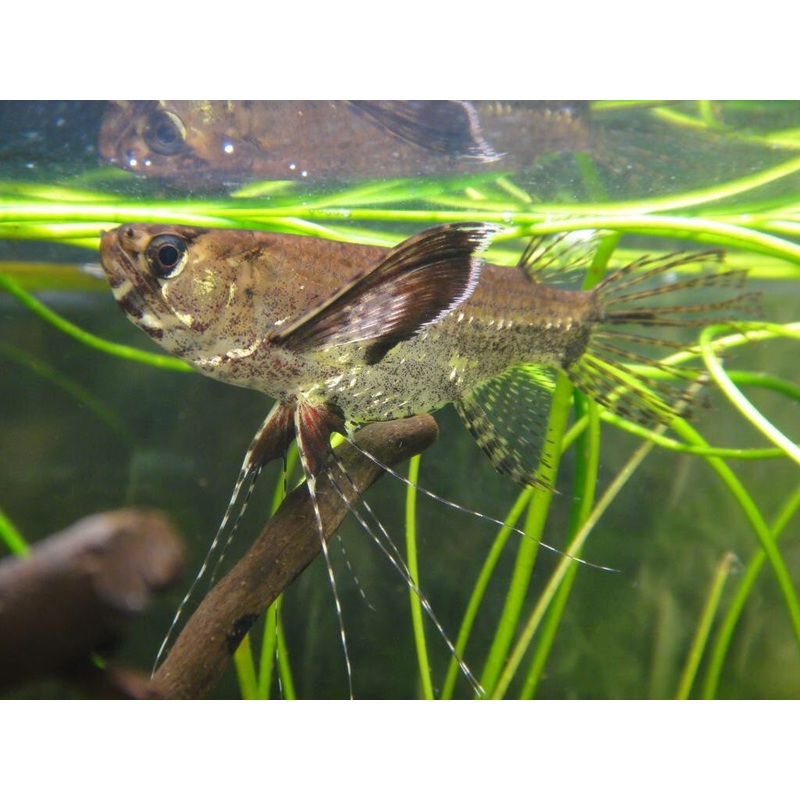 African Butterflyfish “Pantodon buchholzi”