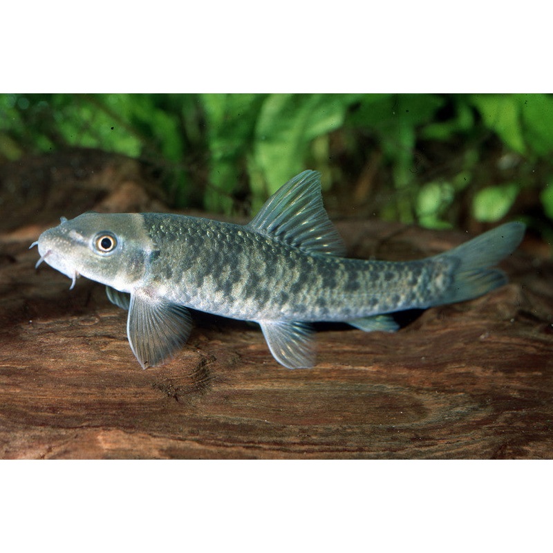 Doctor Fish “Garra Rufa”