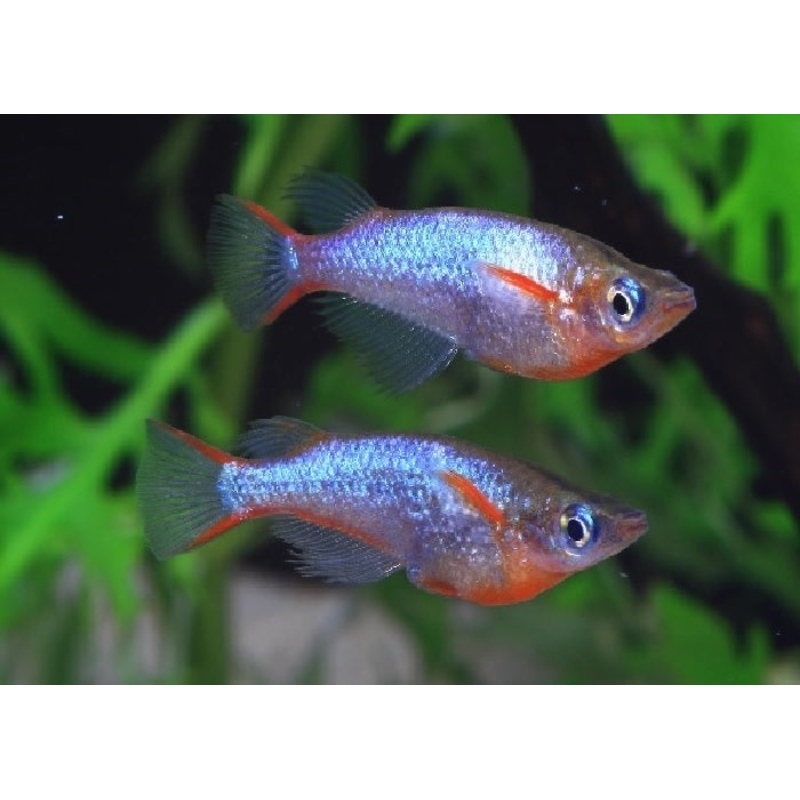 Daisys Blue Rice Fish “Oryzias woworae”