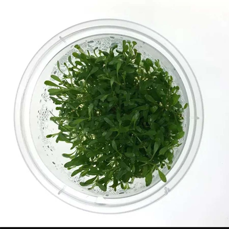Glossostigma Elantinoides – Tissue Culture