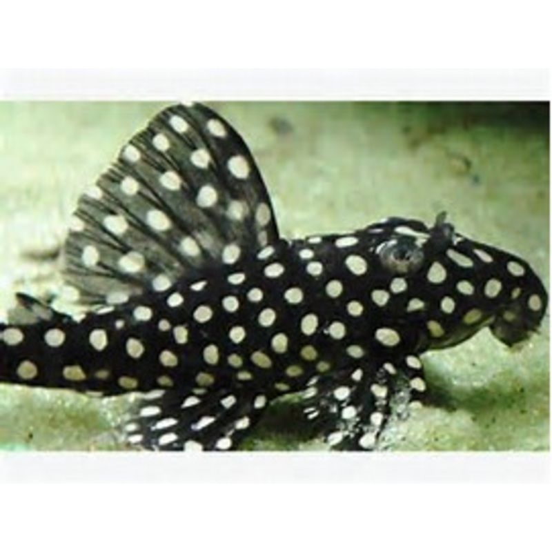 L201 – Orinoco Angel Pleco Hypancistrus sp.”