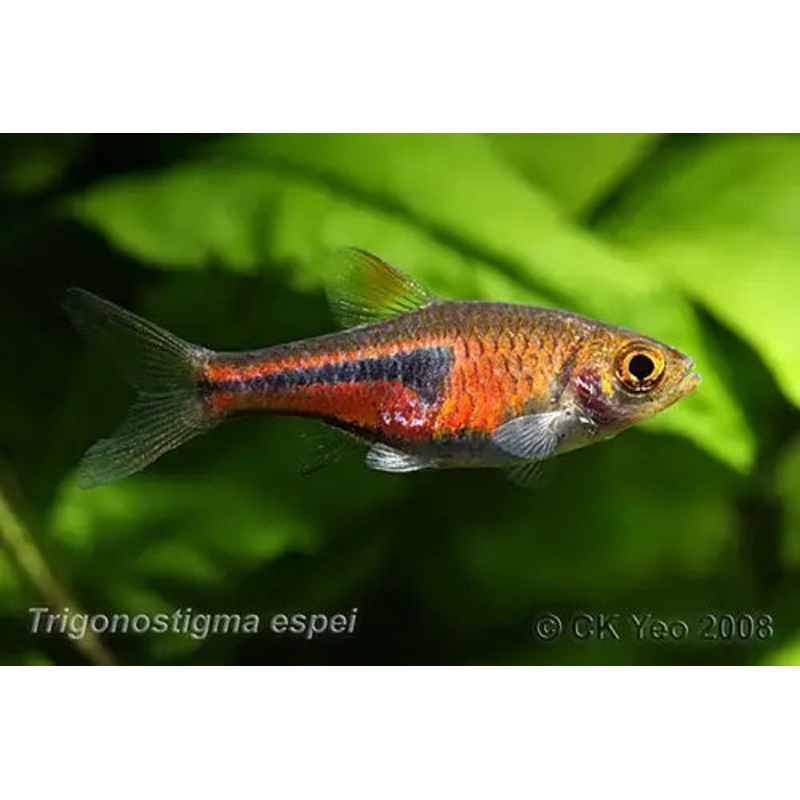 Lambchop Rasbora
