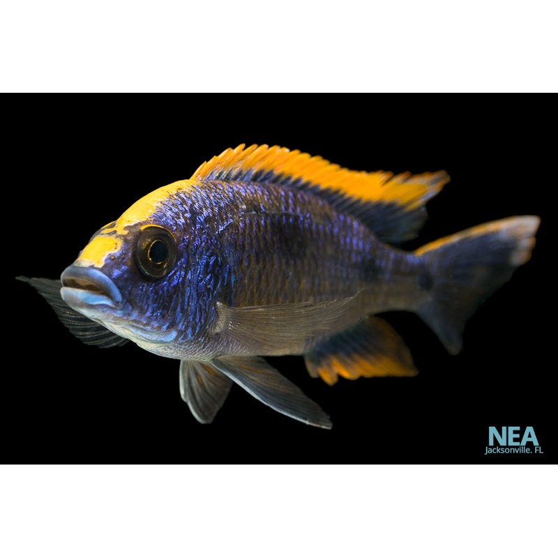 Yellow Blaze lithobate Cichlid