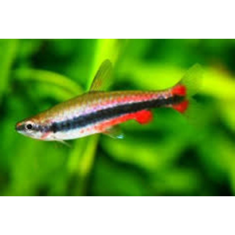 Beckford Pencil Fish “Nanostamus Beckfordi”