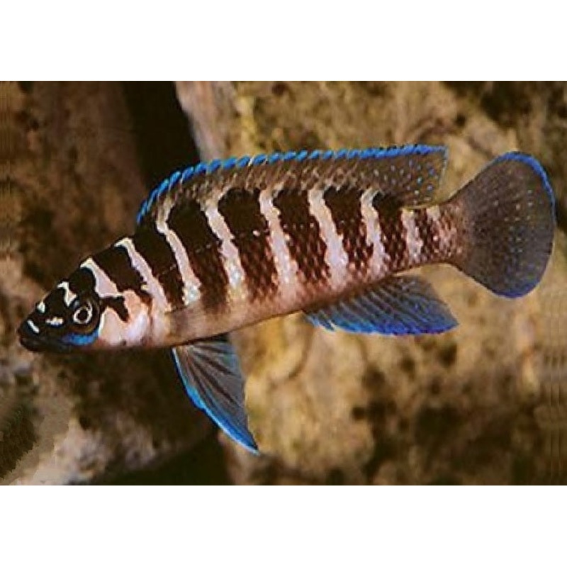 Cylinder Cichlid “Neolamprologus cylindricus”