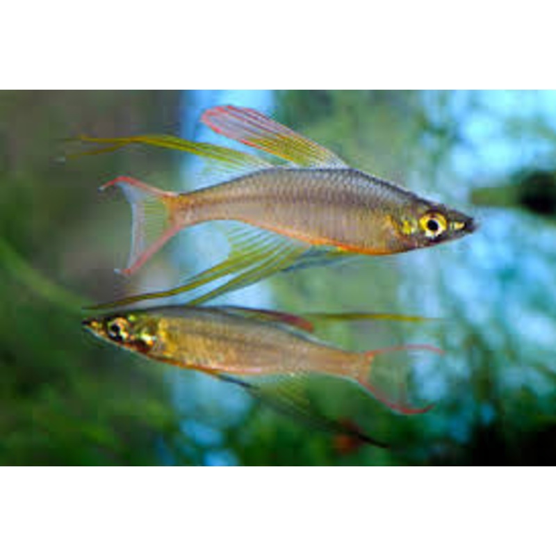 Feather Finned Rainbow