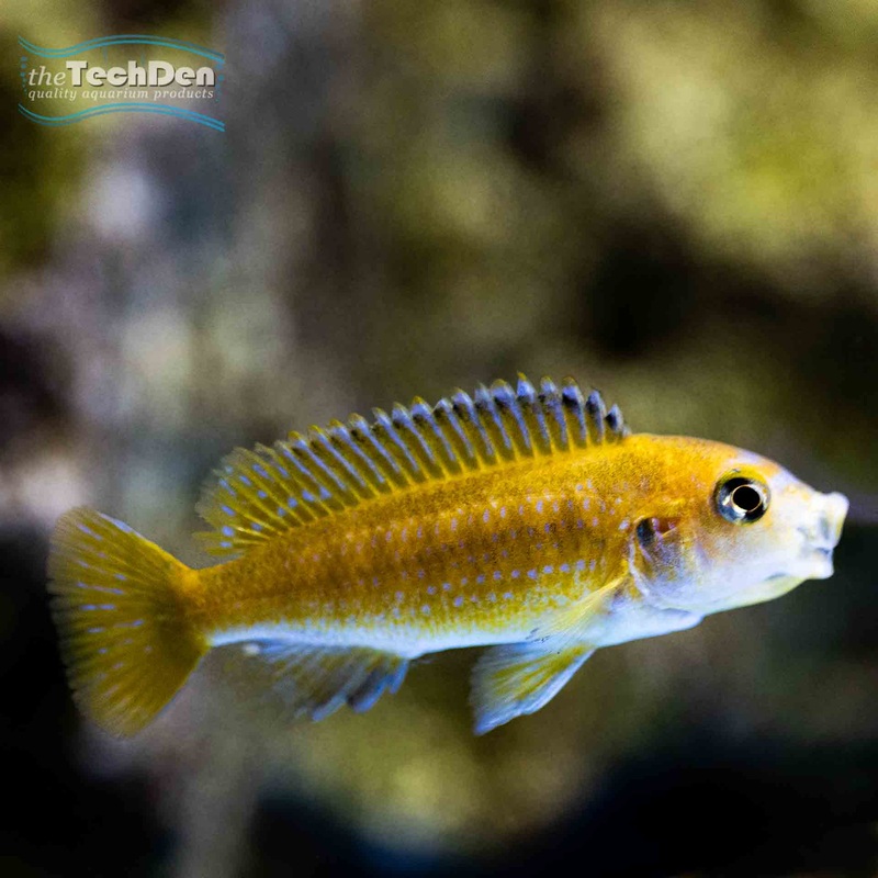 Melanochromis johannii – (No Online Purchases)
