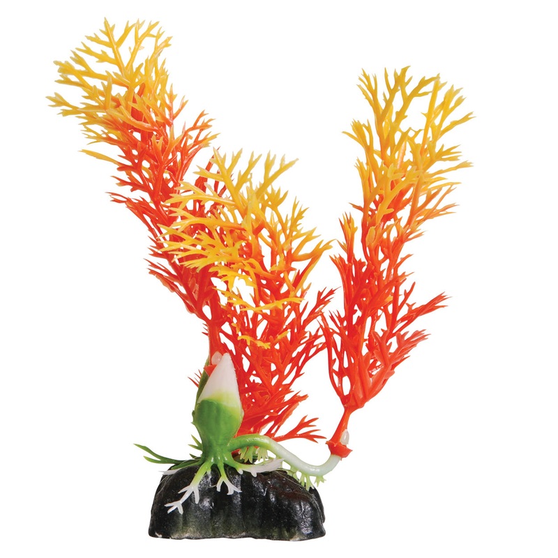 Orange Ambulia – 5″ Decorative Aquarium Plant