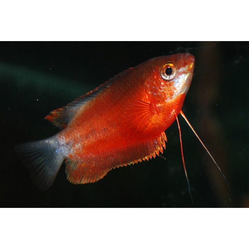 Red Honey Gourami “Colisa sota var”