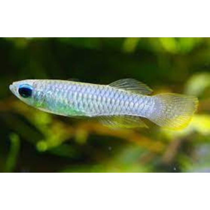 NORMANS LAMPEYE KILLIFISH