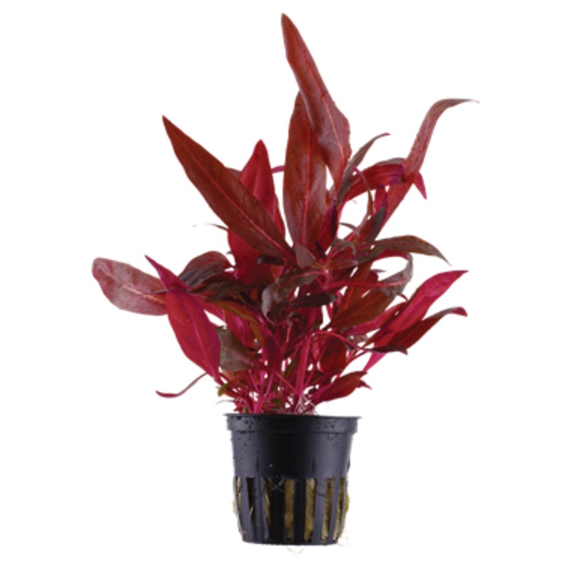 Alternanthera Rosanervig