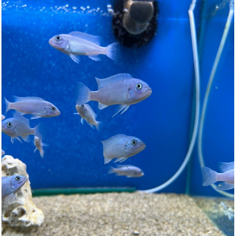 Cobalt Blue Zebra Cichlid – (No Online Purchases)