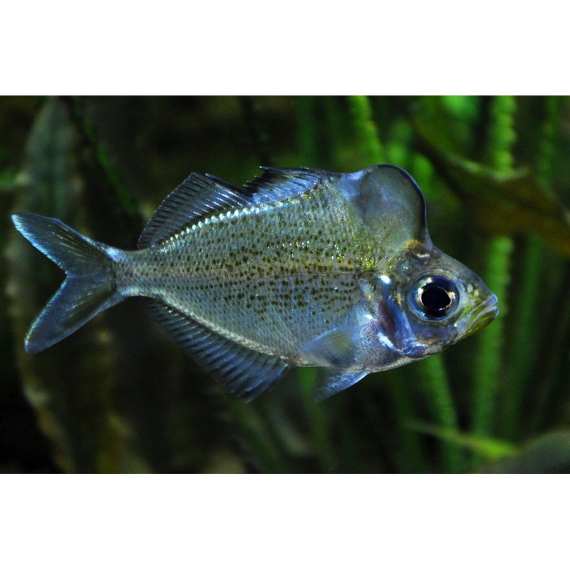 Hump Head Glassfish “Parambassis pulcinella”