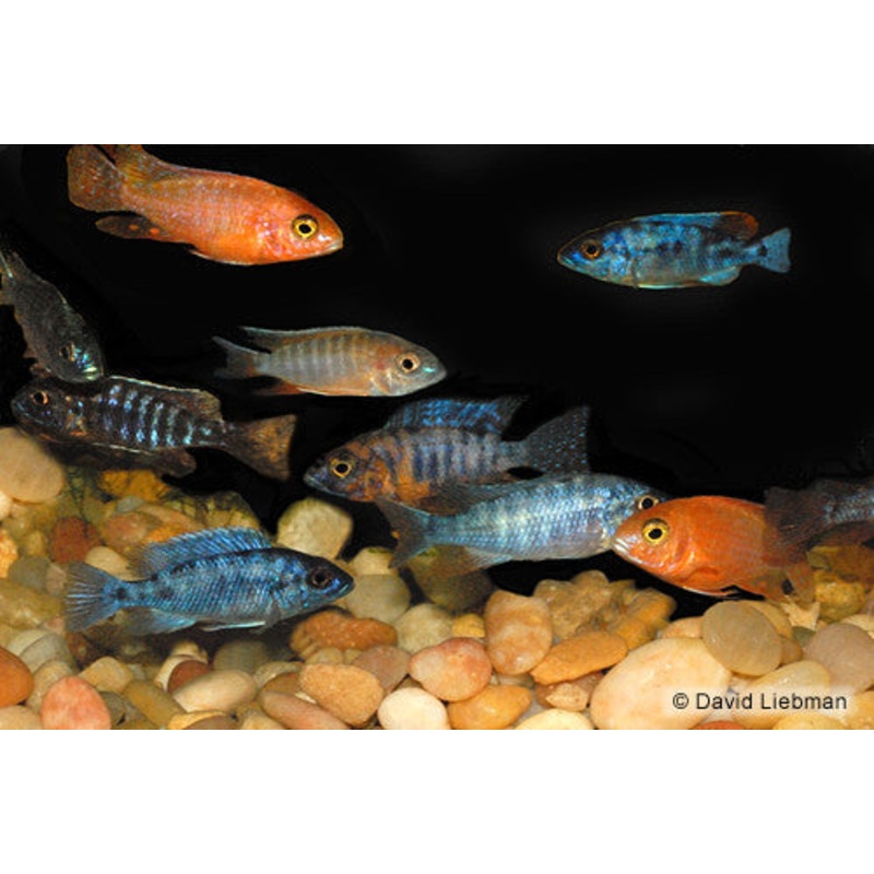 Peacock Cichlids “Aulonocara”