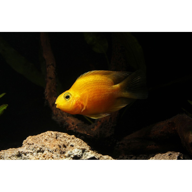Yellow Parrot Cichlid